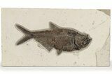 Detailed Fossil Fish (Diplomystus) - Top Quality Specimen #222861-3